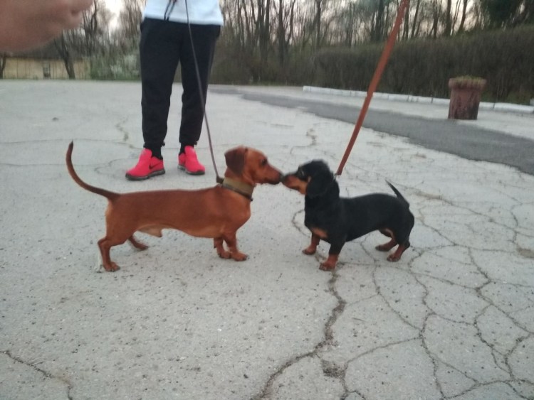 Такса стандартная карликовая и кроличья