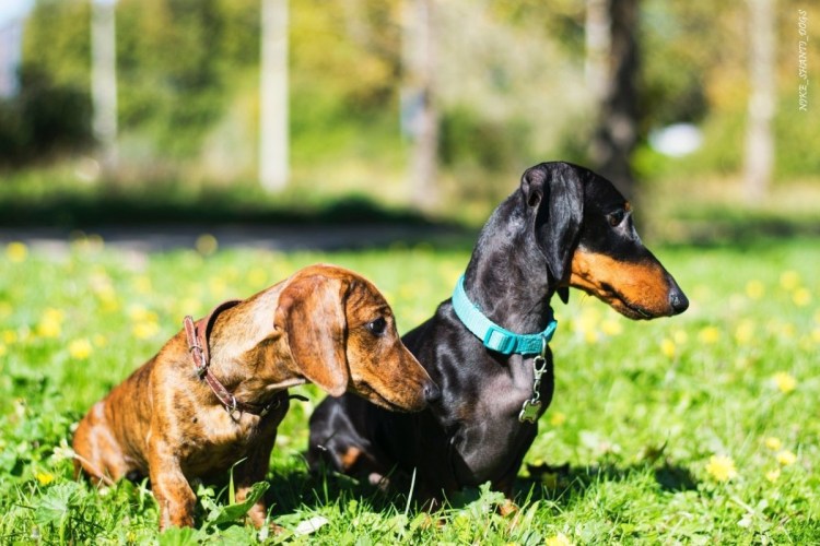 Карликовая такса Размеры