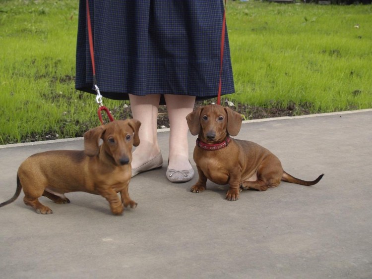 Карликовая кроличья такса взрослая