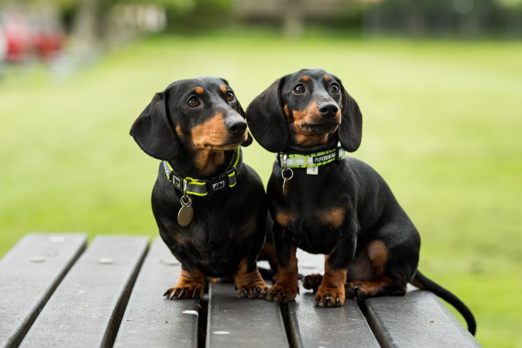 Шарпей + карликовая такса