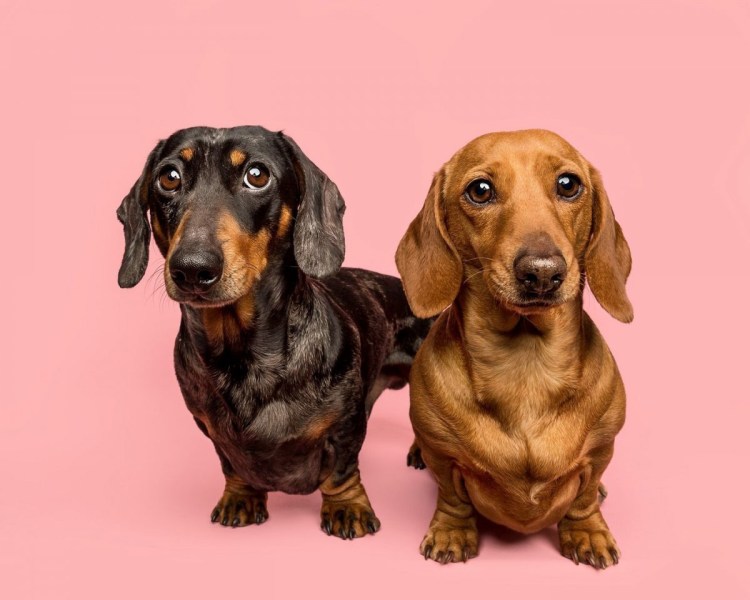 Ирис карлик Dancing Dachshund