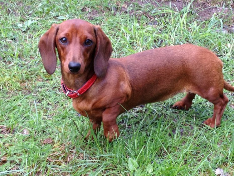 Максимальный размер таксы