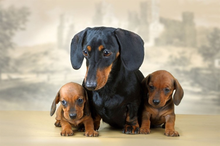 Породы собак