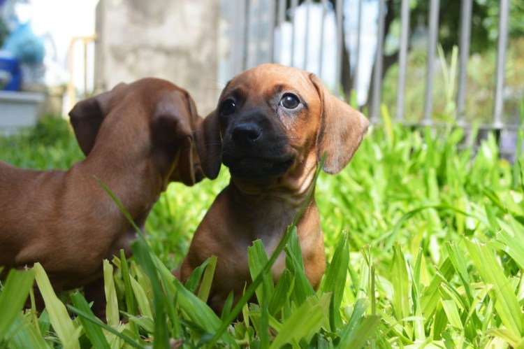 Карликовая такса взрослая