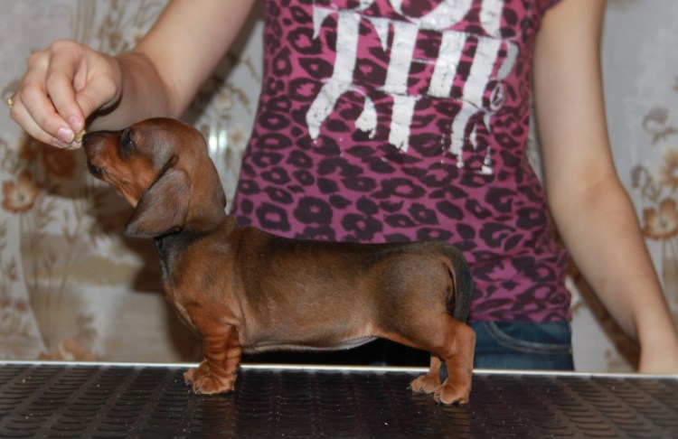 Такса характер