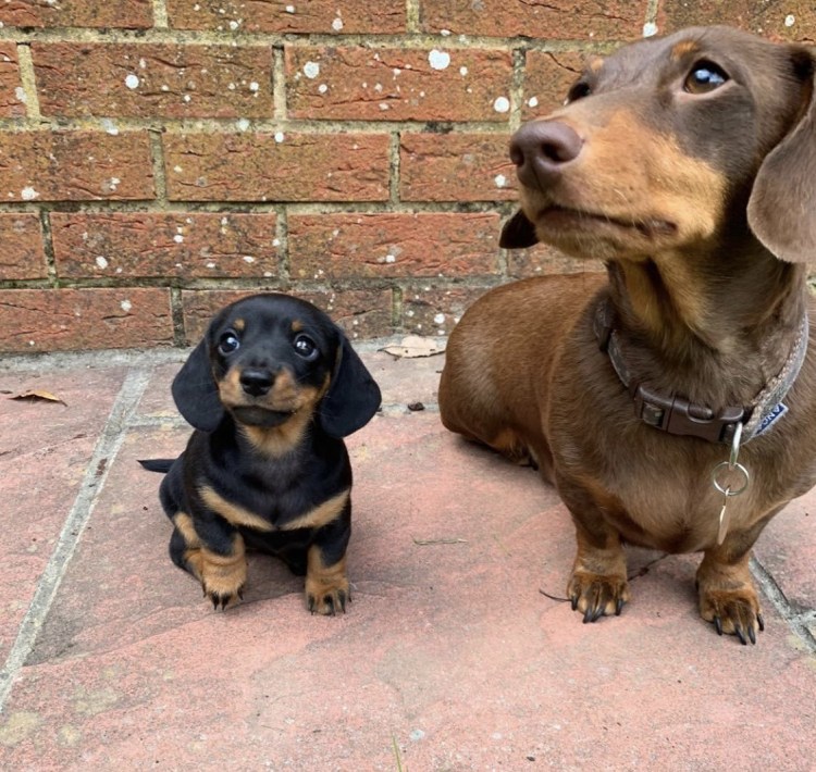 Карликовая такса и обычная