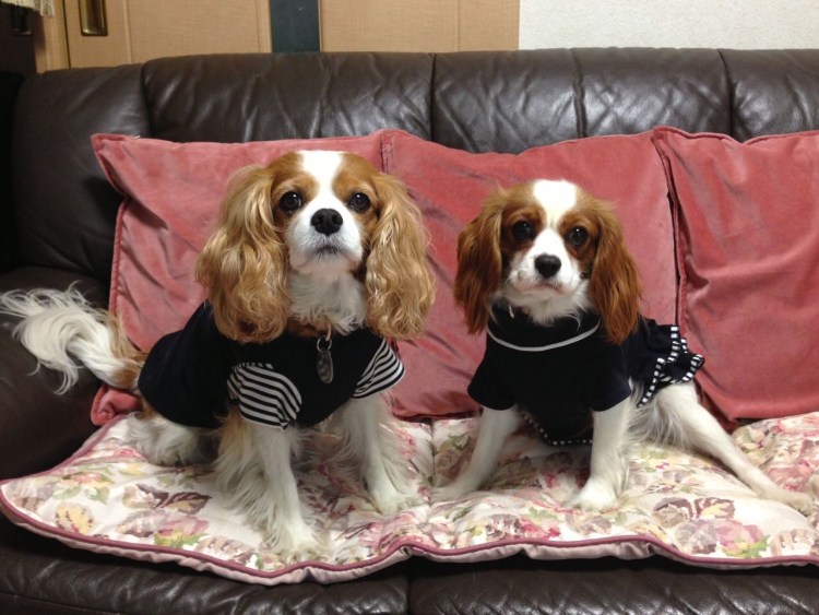 Кавалер Кинг Чарльз спаниель в одежде