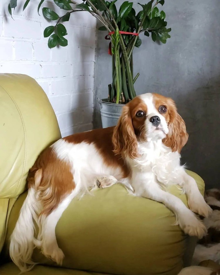 Кавалер Чарльз спаниель