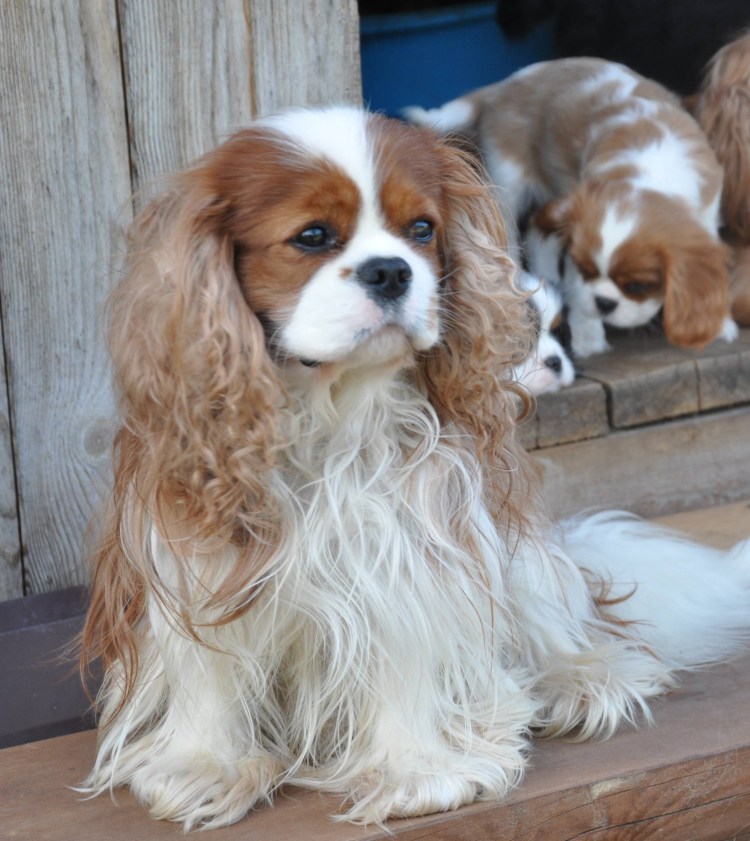 Кинг-Чарльз-спаниель Йоко