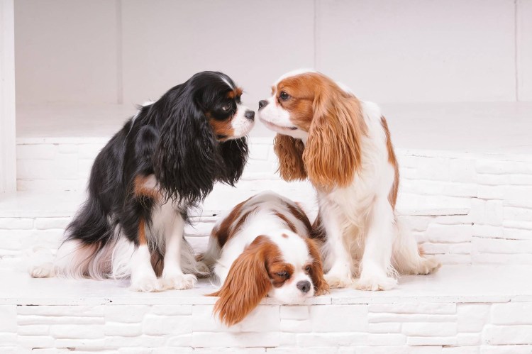 Кавалер Кинг Чарльз спаниель