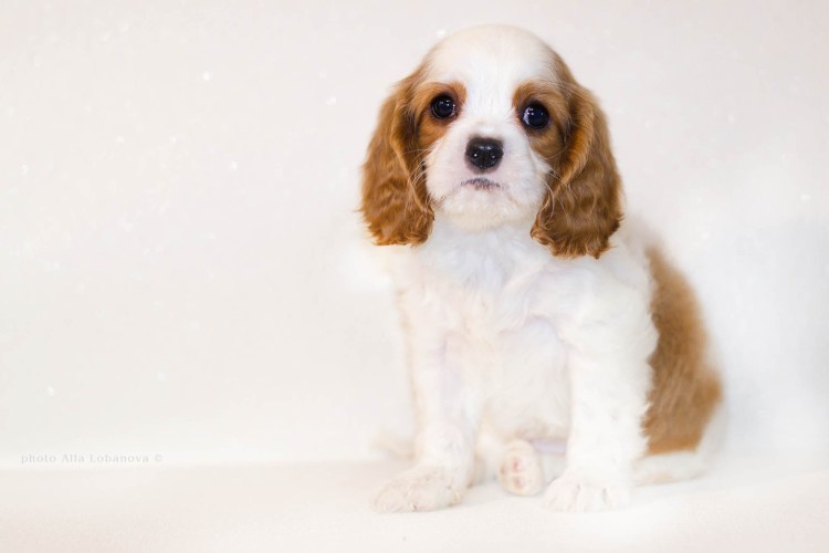 Кавалер Кинг Чарльз спаниель окрас Бленхейм обои