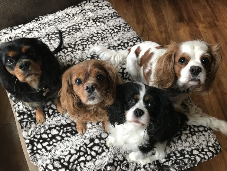 Кинг Чарльз спаниель Псков