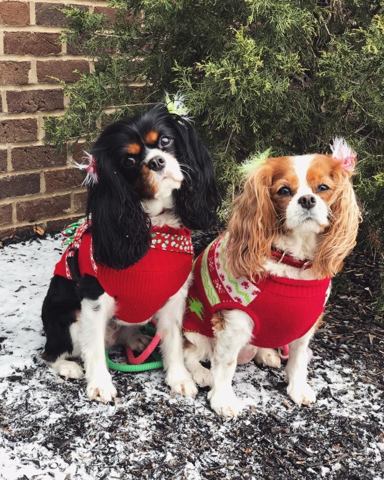 Кинг Чарльз спаниель Триколор