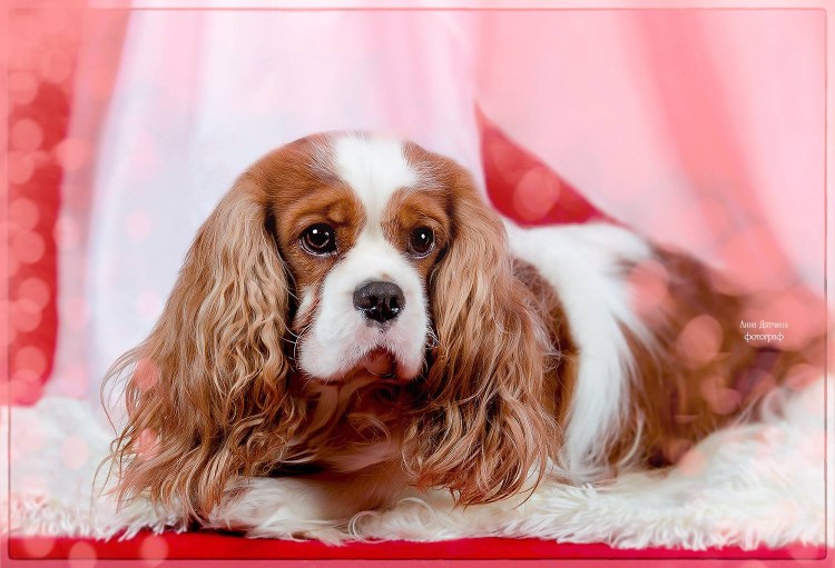 Кавалер Кинг Чарльз спаниель милые