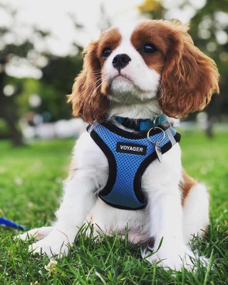 Королевский Кинг Чарльз спаниель