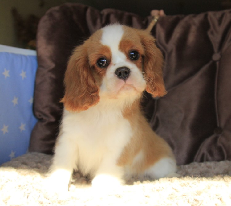 Barbour спаниель