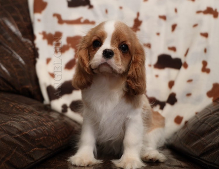 Собака кавалер Кинг Чарльз спаниель