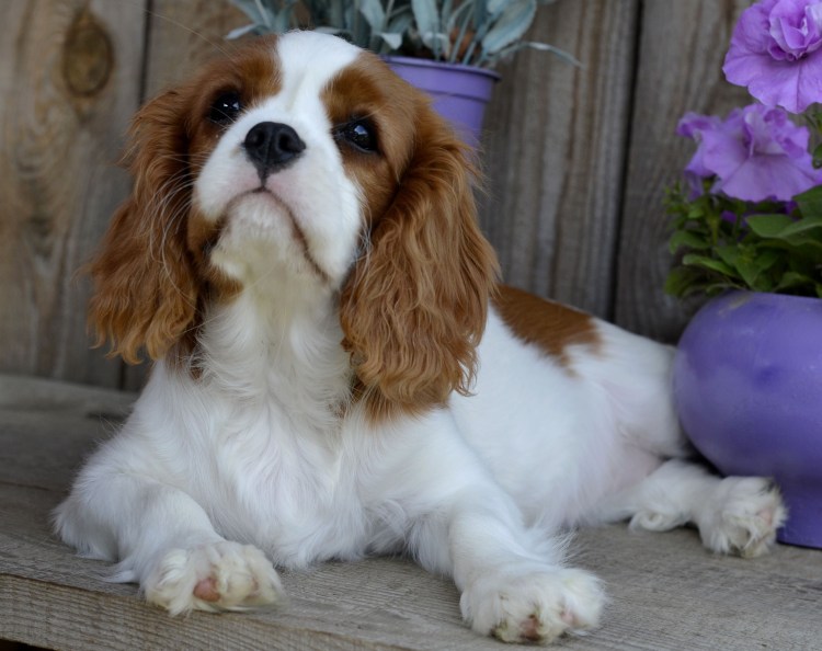 Кавалер Кинг Чарльз спаниель рубиновый