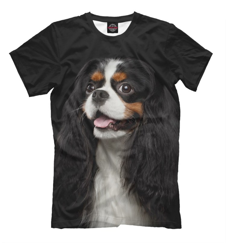 Кавалер Кинг Чарльз спаниель на поводке