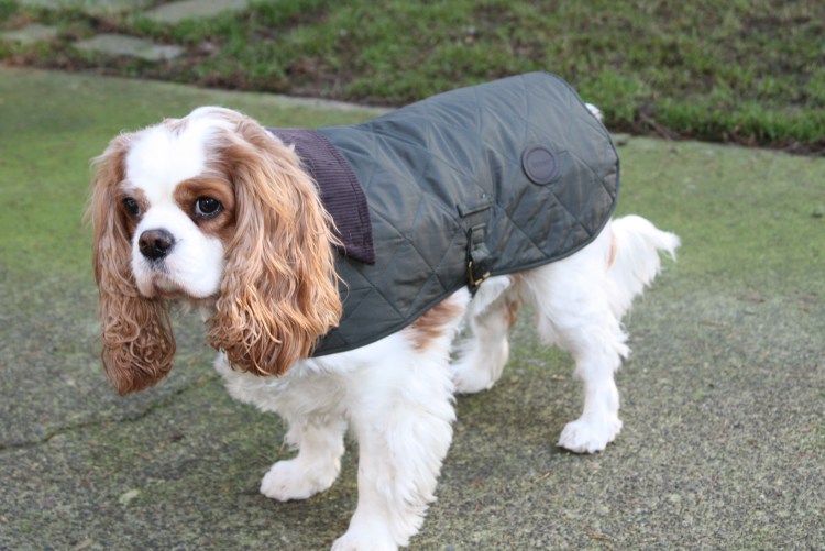 Комбинезон кавалер Кинг Чарльз