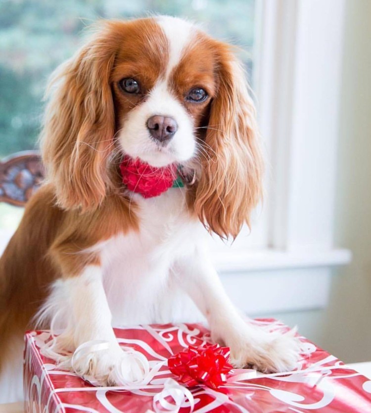 Кинг Чарльз спаниель