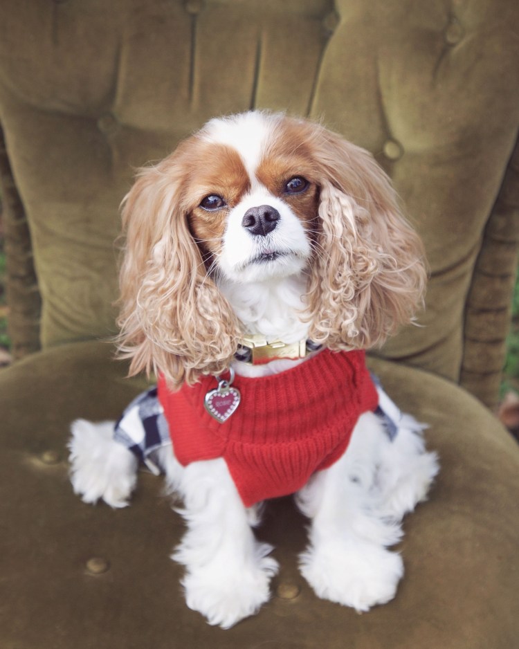 Кавалер-Кинг-Чарльз-спаниель Несса