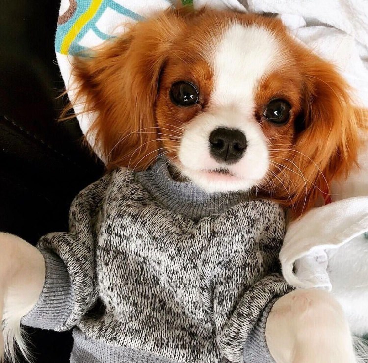 Кинг-Чарльз-спаниель Йоко