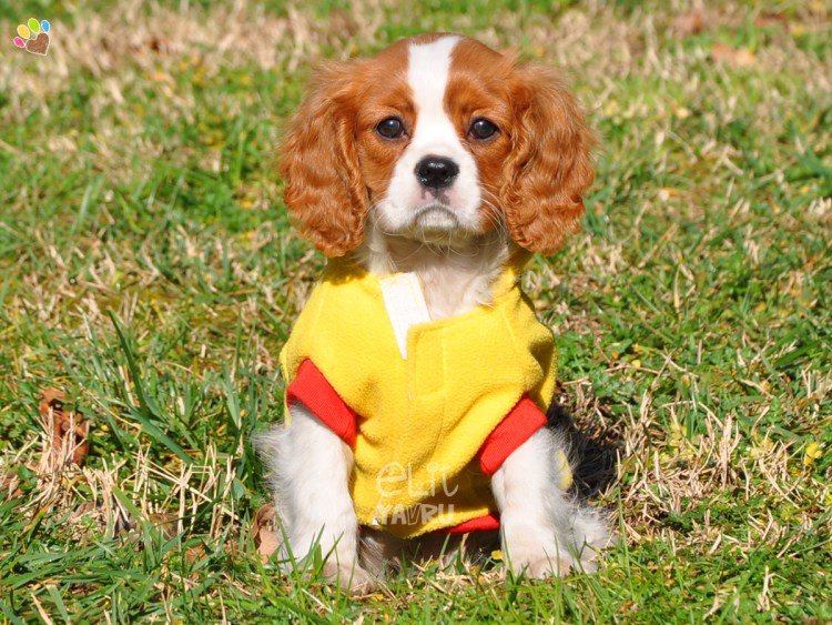 Кинг Чарльз спаниель