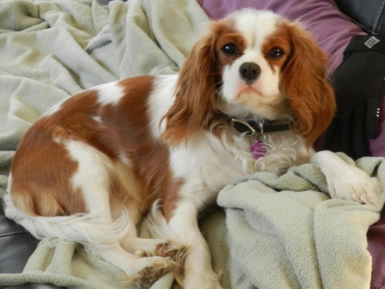 Cavalier King Charles Spaniel Germany 2011