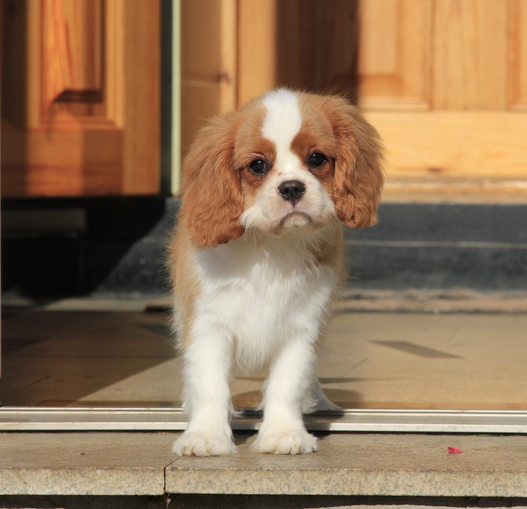 Кавалер Кинг Чарльз спаниель