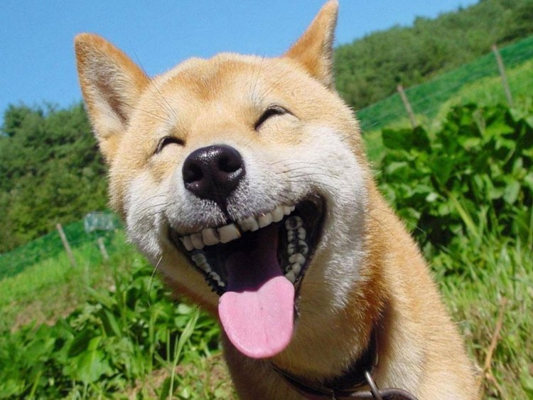 Собака ржет