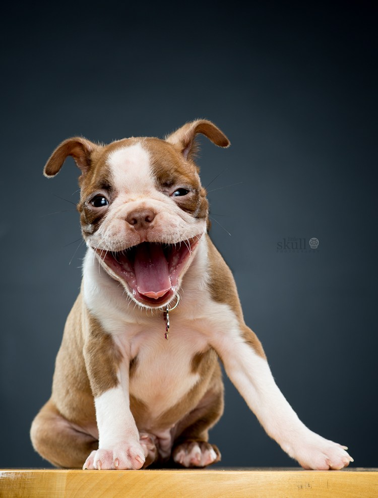 Собака улыбается