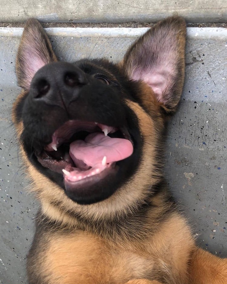 Собаки которые смеются