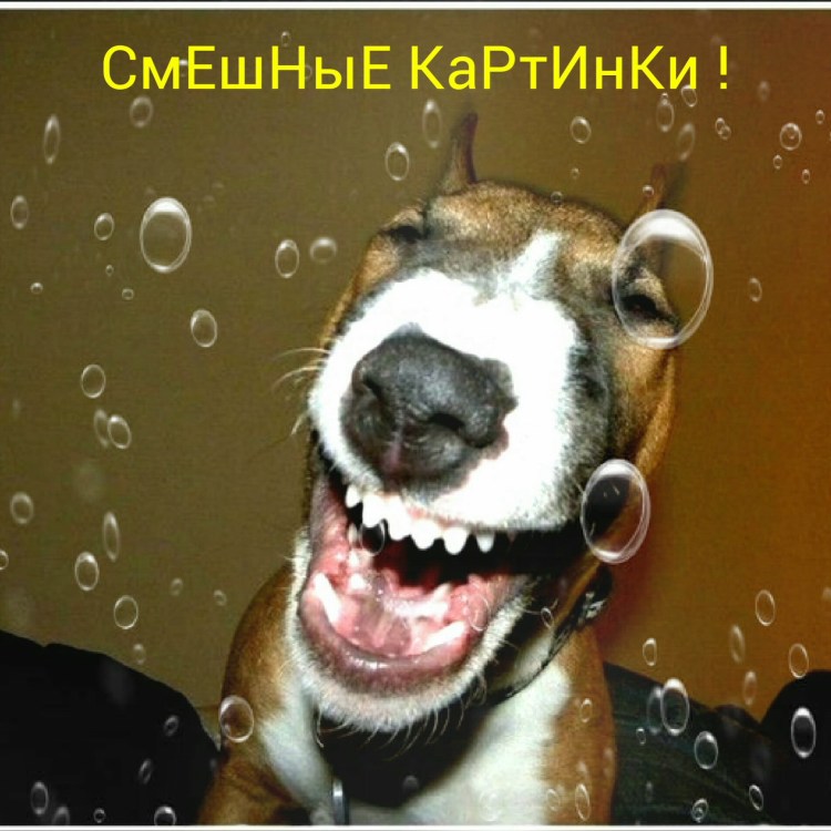 Смешные собачки