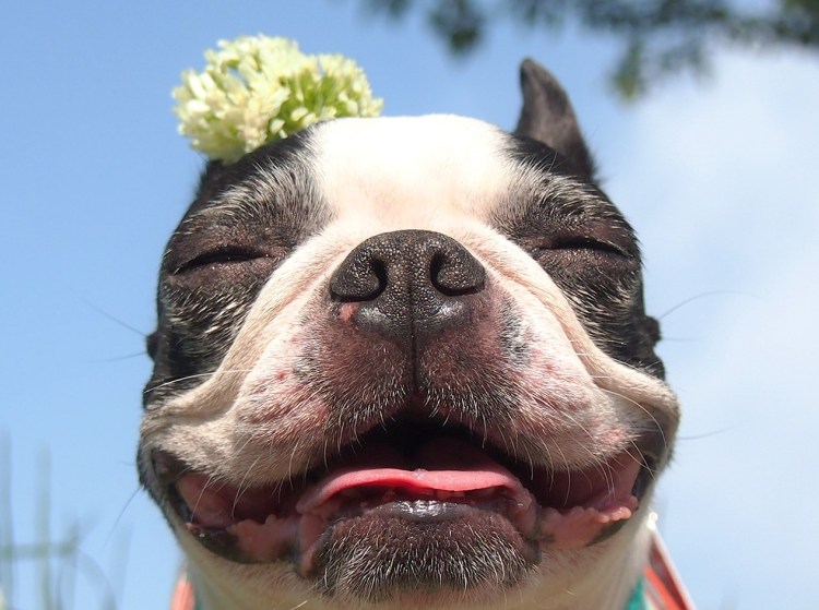 Собачка смеется