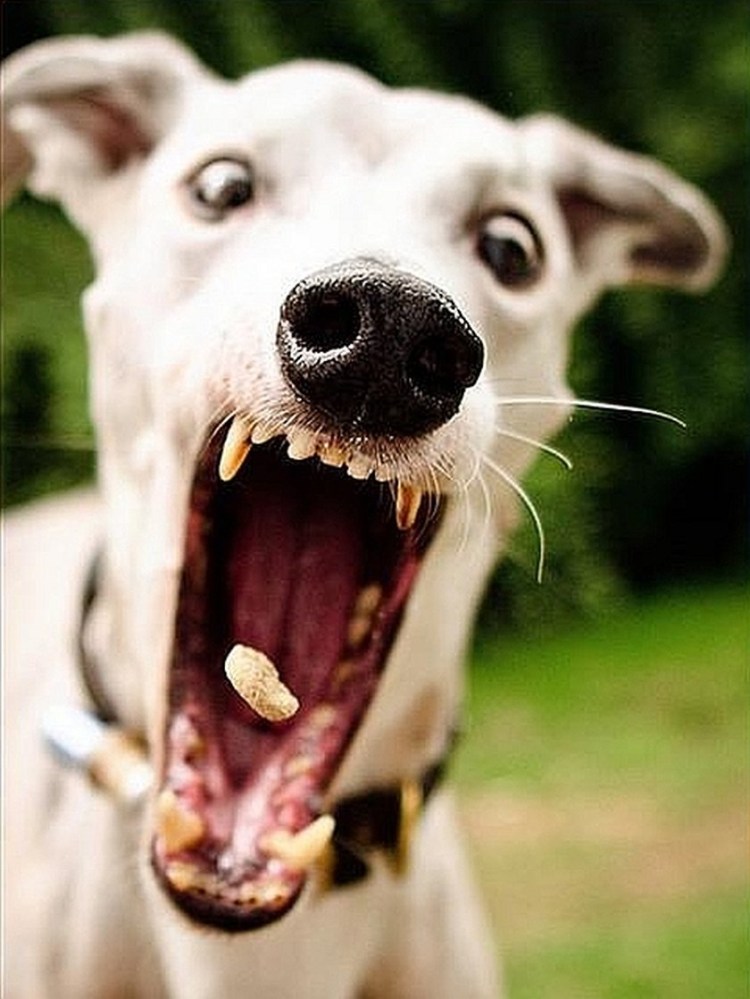 Смешные собаки