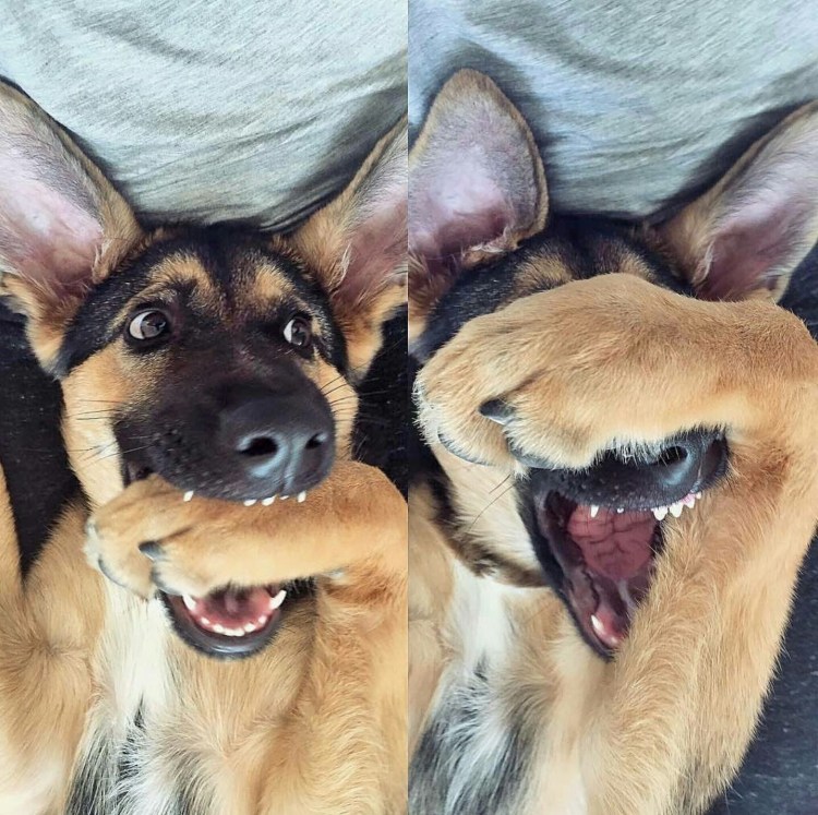 Счастливая морда собаки