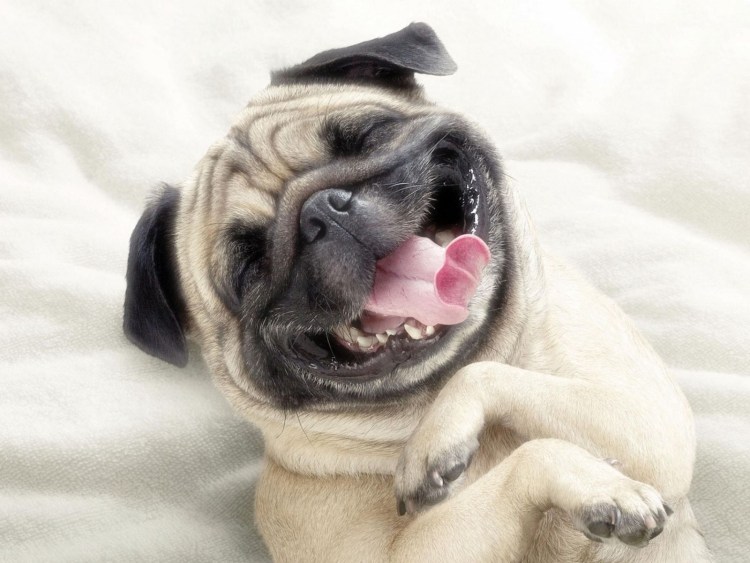 Собака ржет