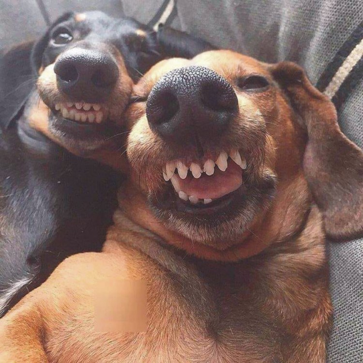 Веселая собака