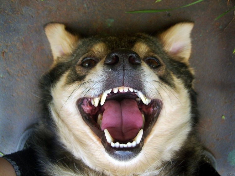 Собака смеется