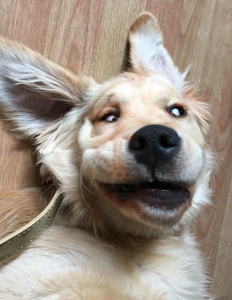 Золотистый ретривер William Shakespeare