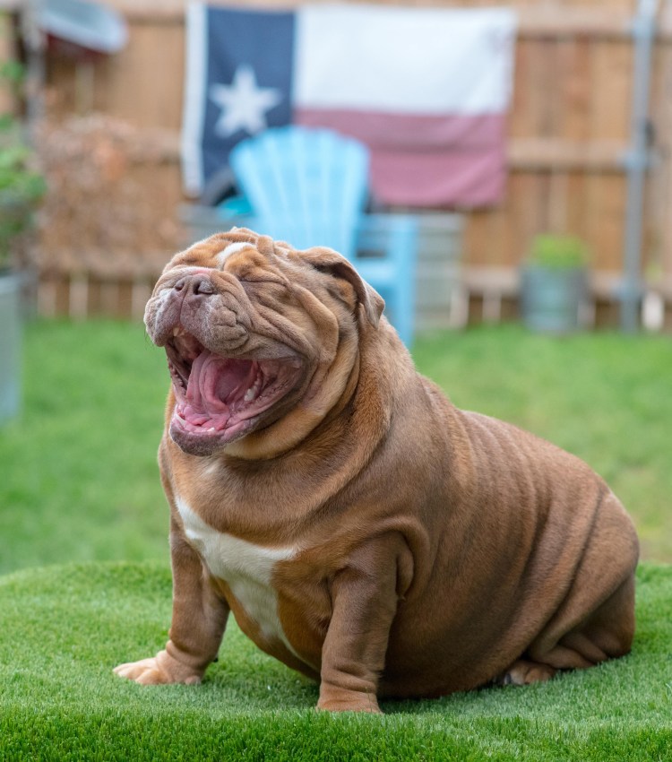 Собака с открытым ртом