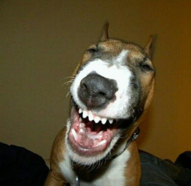 Тупая собака