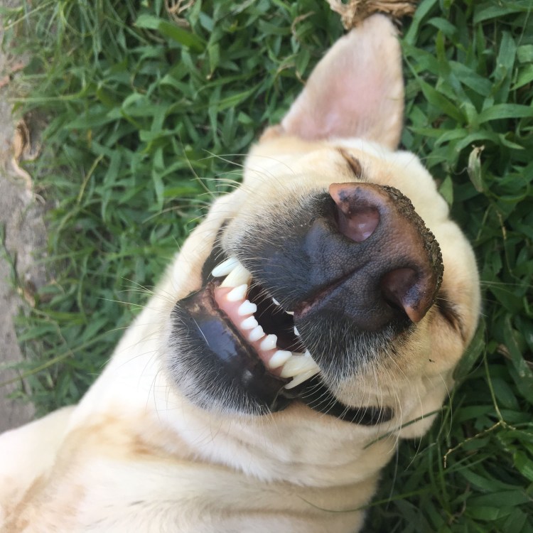 Собака ржет