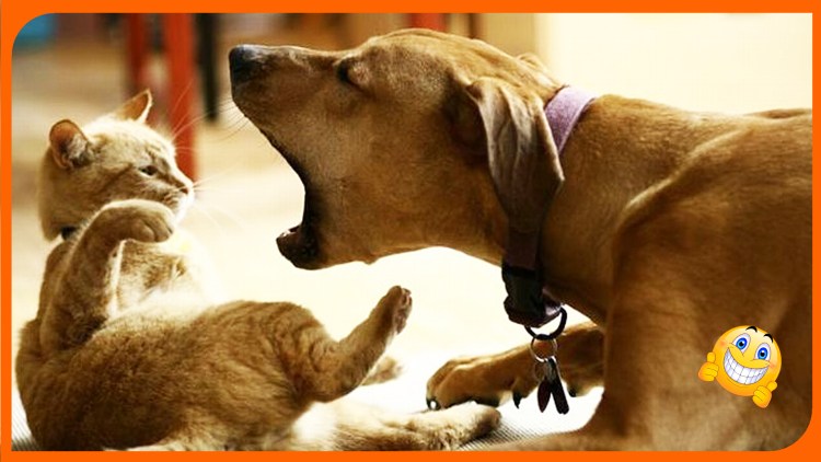 Собака смеется