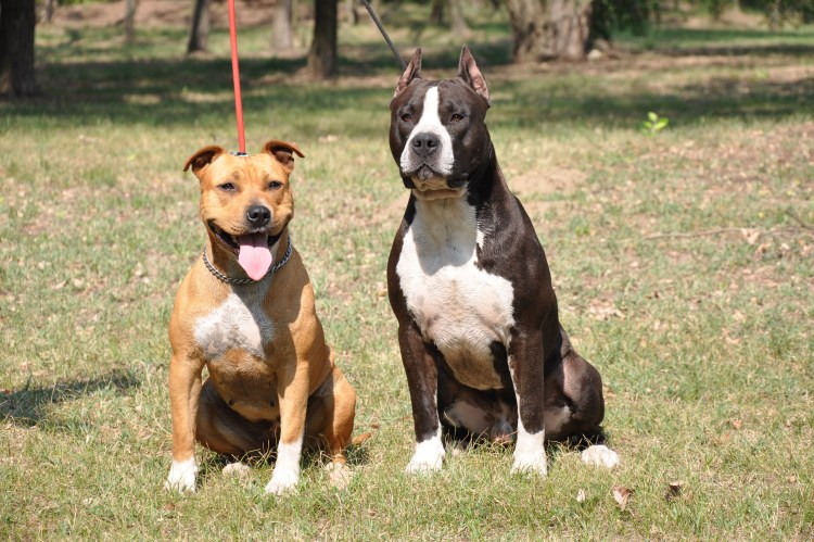 Пит с некупированными ушами