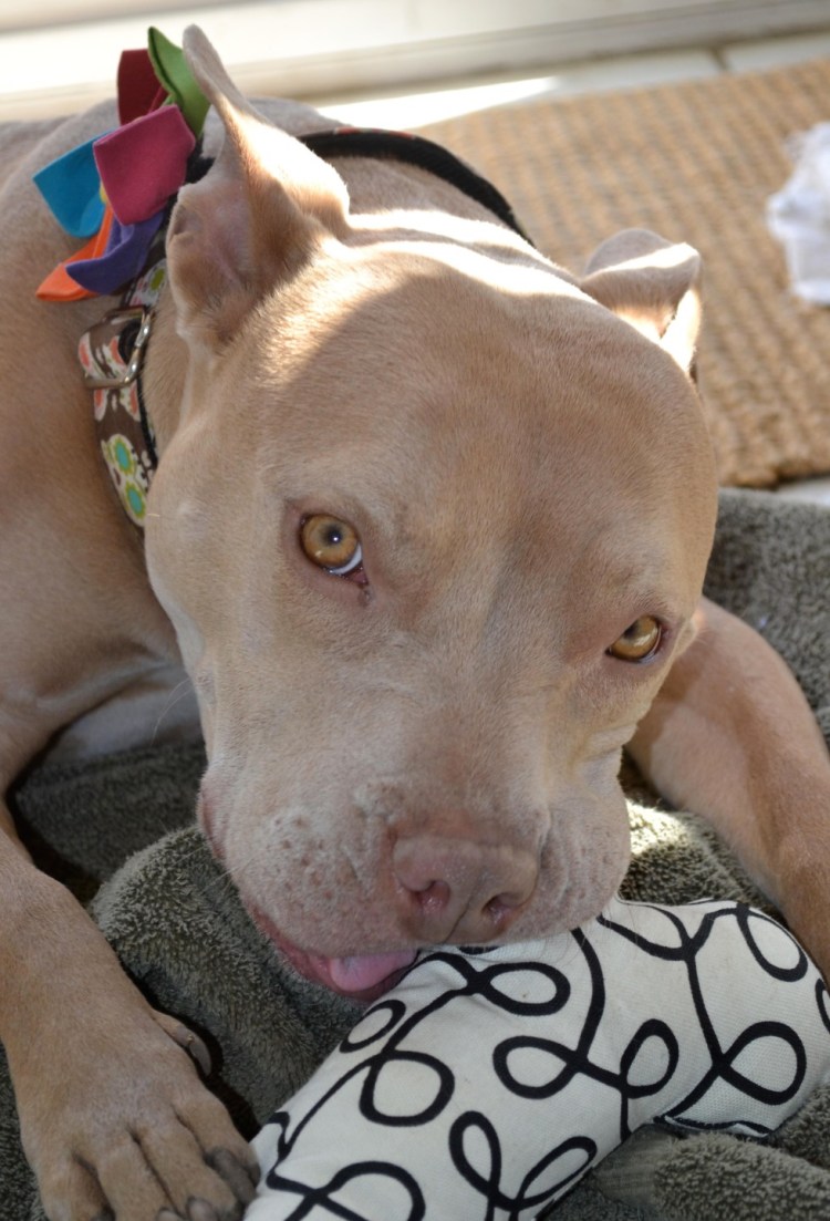 Питбультерьер некупированный