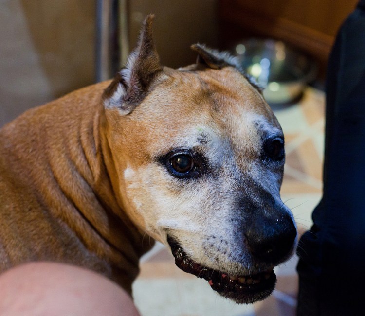 Стаффордширский терьер Декстер