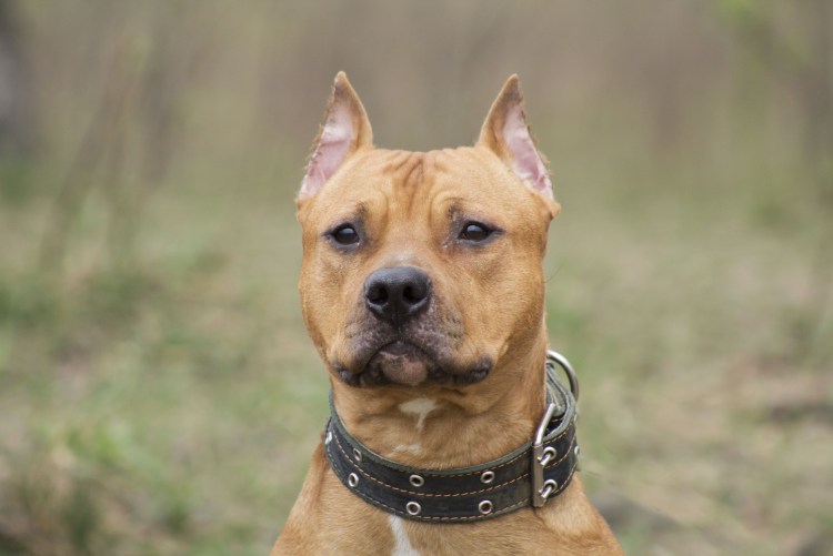 Питбультерьер некупированный