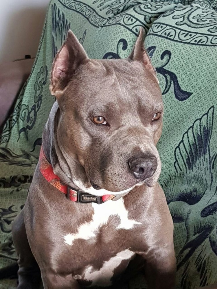 Стаффордширский терьер некупированный